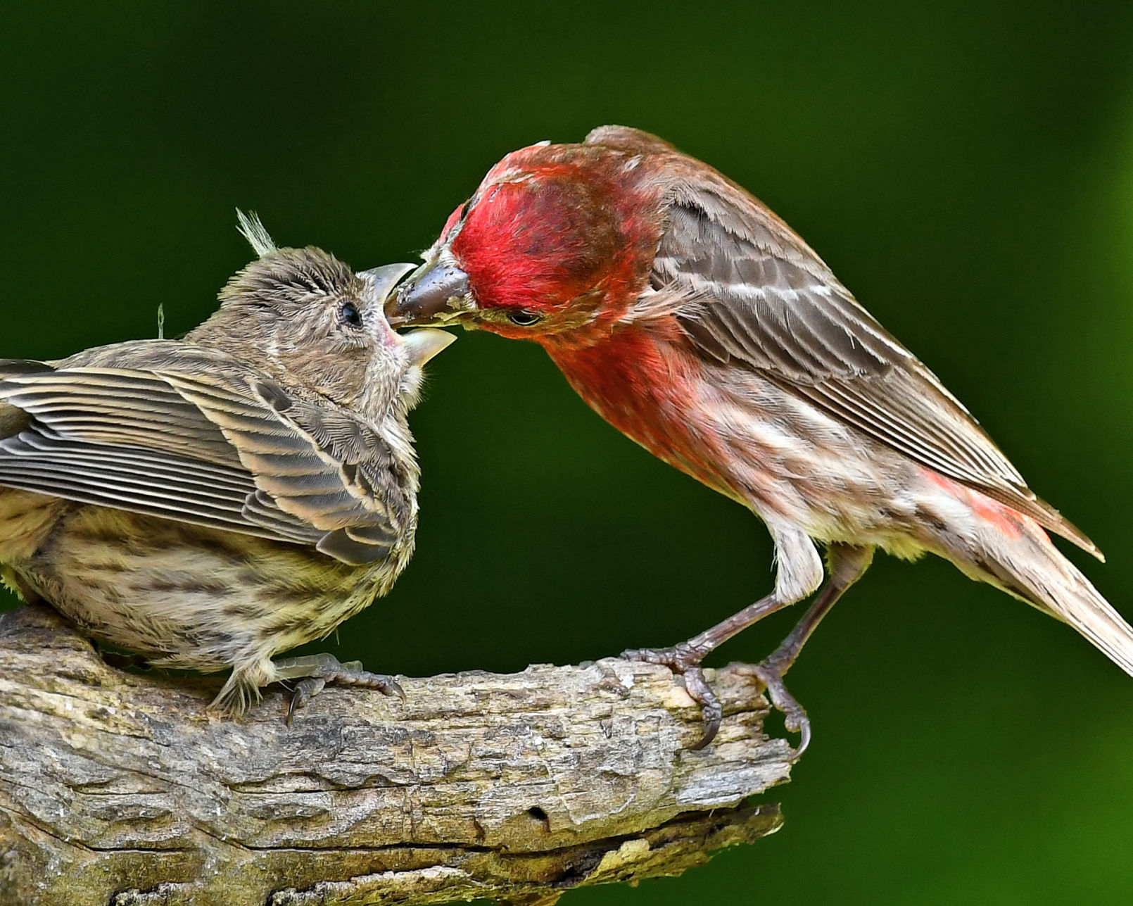 Birds